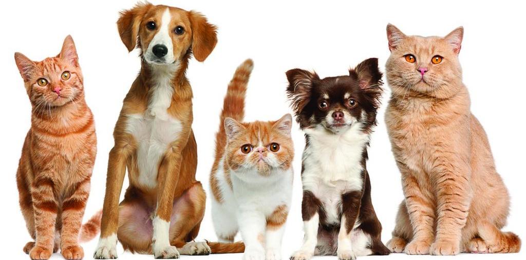 Доска объявлений о животных | ЗооТом - продажа, вязка и услуги для животных в Киреевске