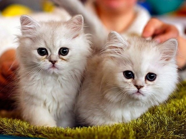 Породы кошек в Киреевске | ЗооТом портал о животных