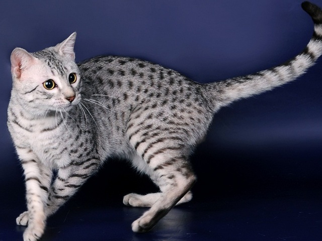 Породы кошек в Киреевске | ЗооТом портал о животных