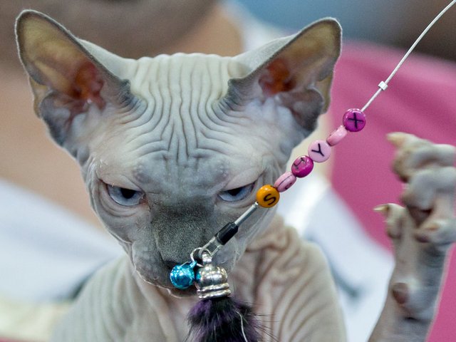 Выставки кошек в Киреевске | ЗооТом портал о животных