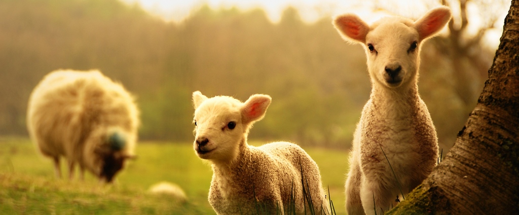 Объявления о сельскохозяйственных животных | ЗооТом - продажа, вязка и услуги для животных в Киреевске