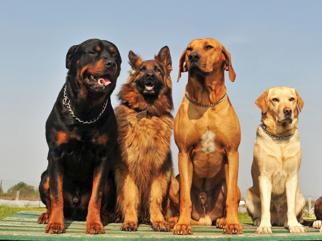 Крупные породы собак в Киреевске | ЗооТом портал о животных