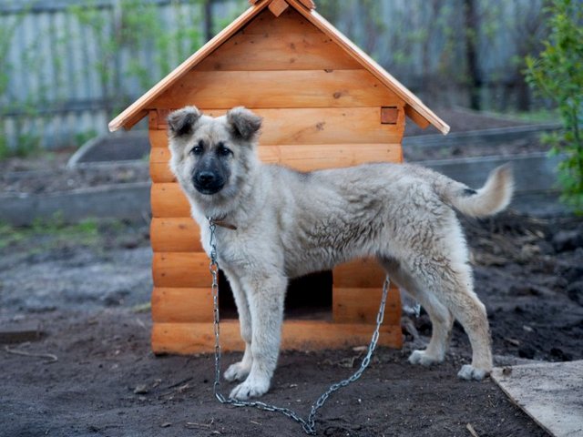 Все о собаках в Киреевске Все о собаках в Киреевске